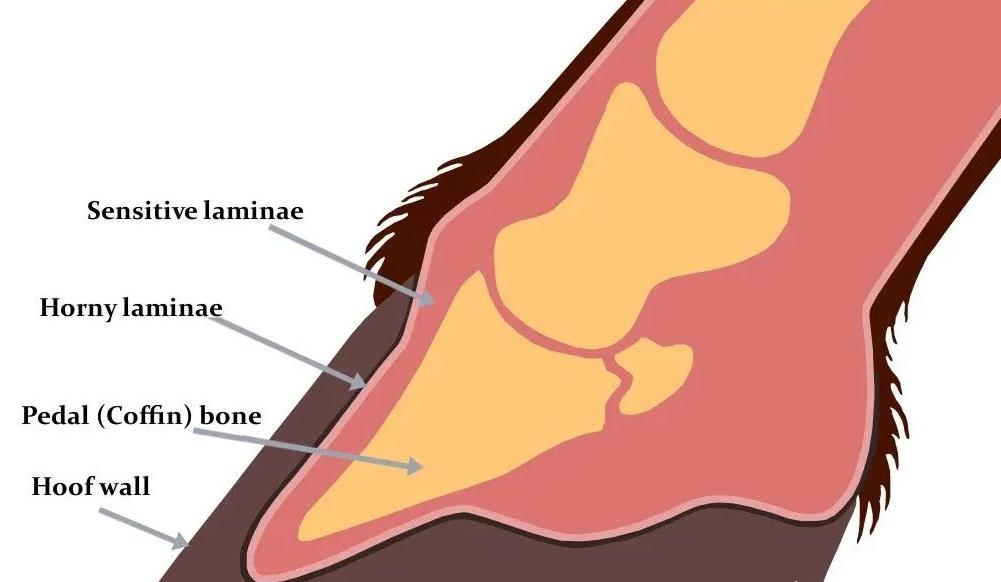 为什么几吨重的大象会被木桩拴住,大象最大多大能活多少年