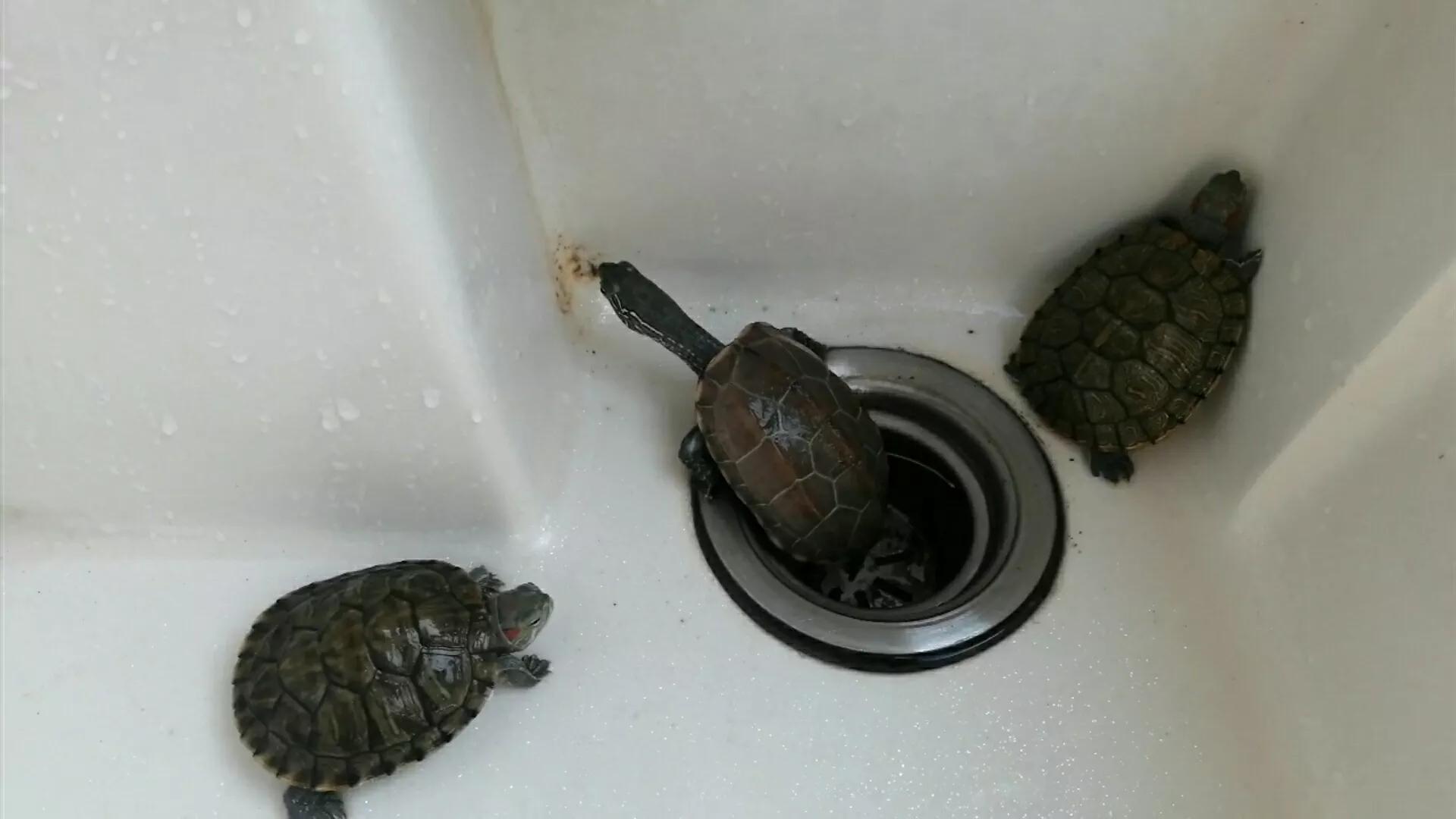 怎么判断小乌龟是否存活,小乌龟能活很久的办法是什么