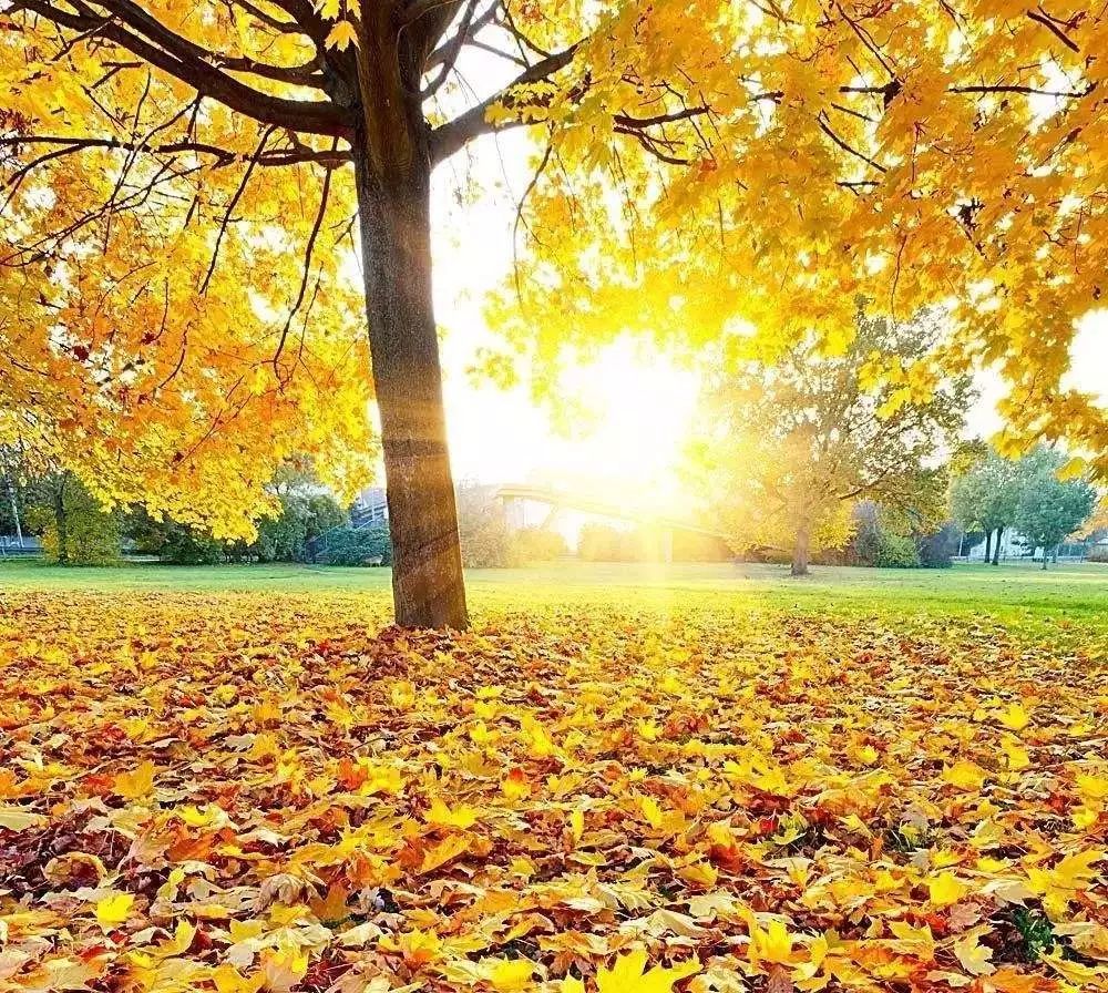 飞花令中读诗词23,飞花令梧桐