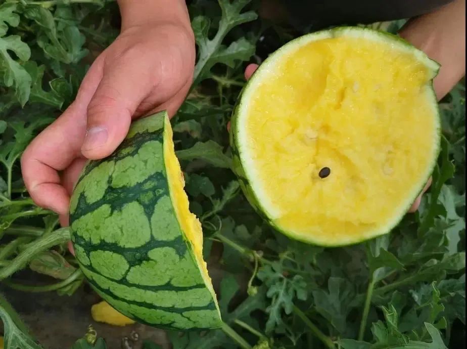 今年夏天最好吃的西瓜,10种最好吃的西瓜