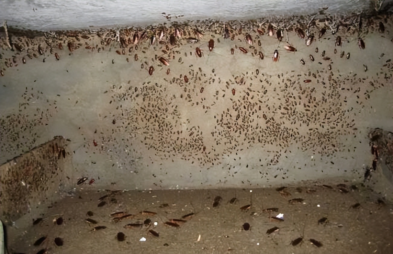 餐厨垃圾养殖蟑螂怎么拿补贴,山东养殖蟑螂解决餐厨垃圾