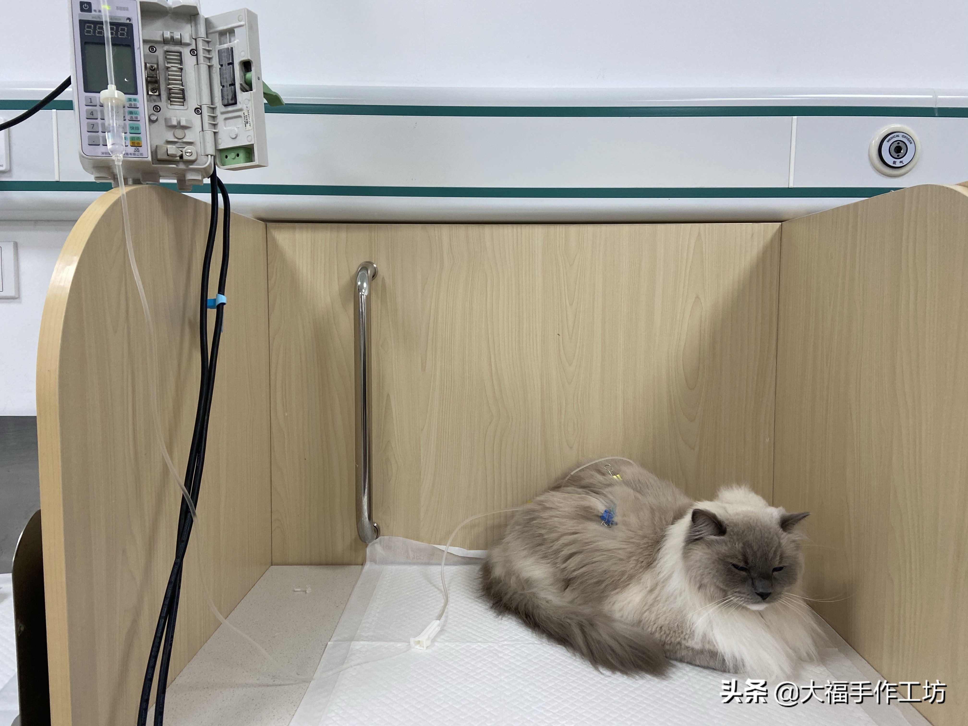 猫咪膀胱有结晶导致膀胱炎,猫膀胱结晶手术多少钱