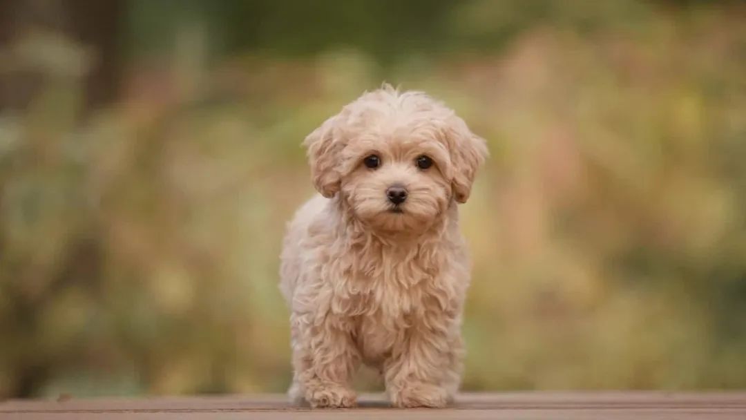 东营海创园,东营区海创园