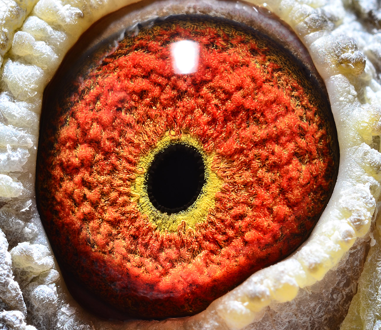 2023年国内公棚春赛冠军鸽合集，都是些什么鸽子？