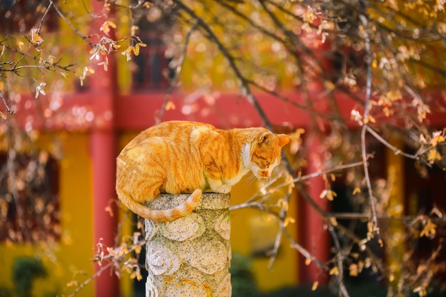 常见的宠物猫有哪些品种,十种常见的宠物猫