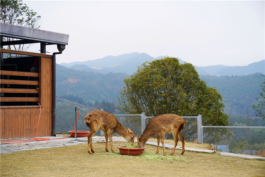 温州泰顺氡泉旅游攻略,泰顺旅游攻略三日自助游