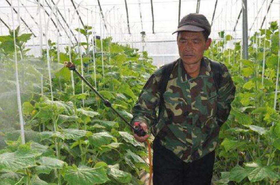 种黄瓜怎样防虫害,大棚黄瓜的主要病虫害及防治技术