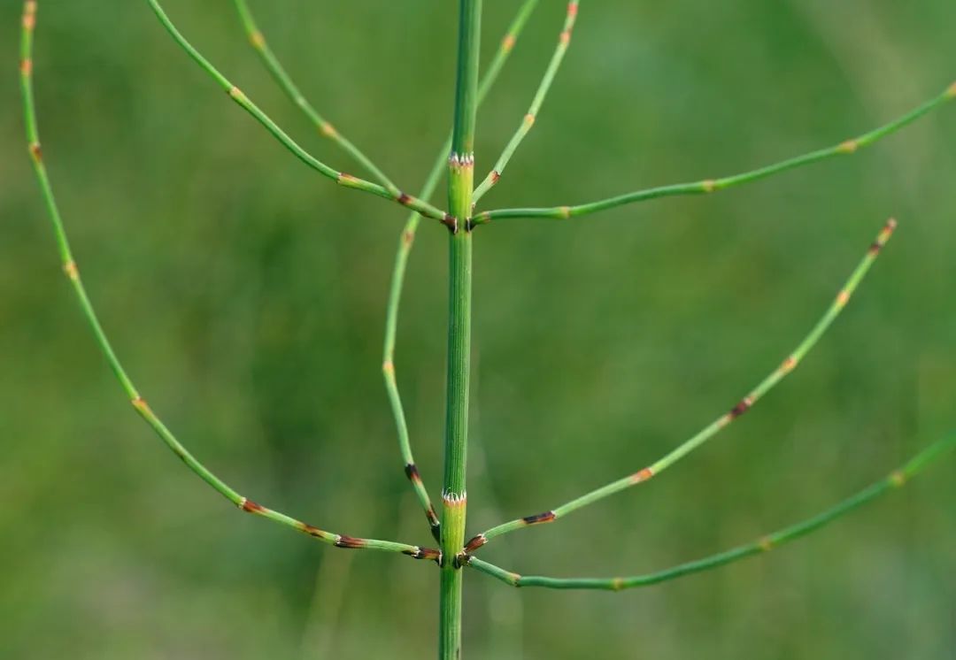 万物有灵|短短叶鞘鲁班爱——节节草
