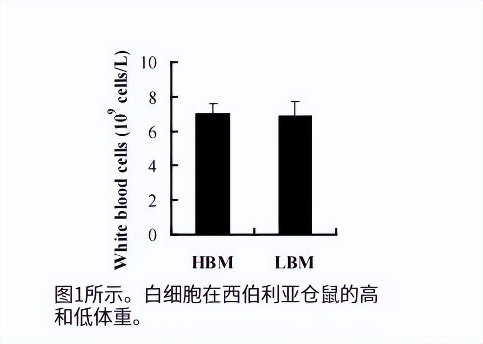 仓鼠会控制体重吗,仓鼠有免疫细胞吗