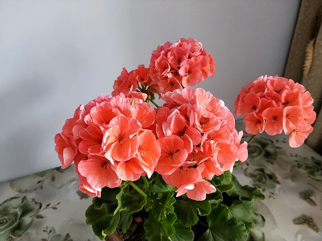 3种花耐干旱又好养一年开花,4种花容易打理易开花花期长