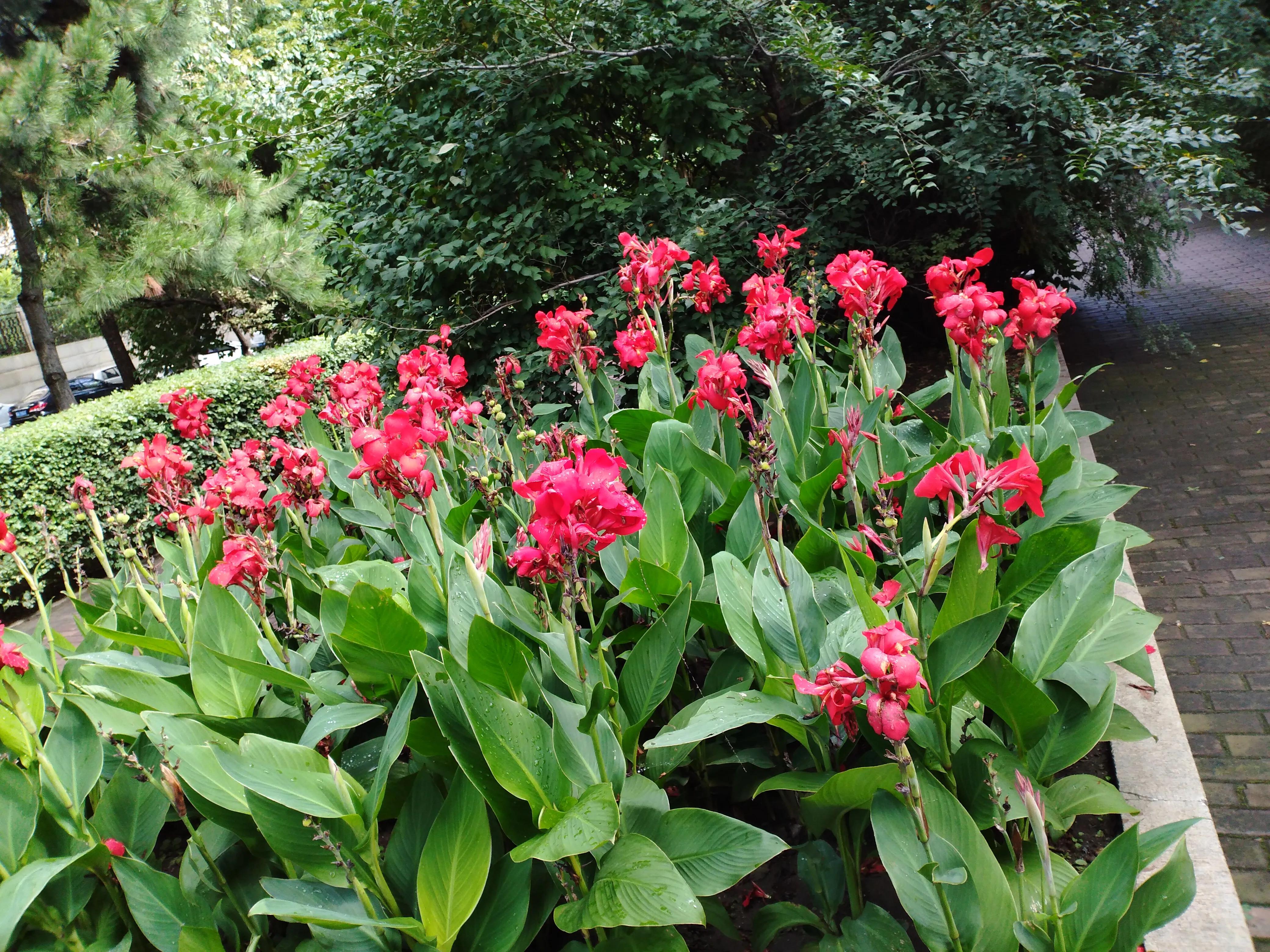 说说花的世界,花花草草大世界的说说