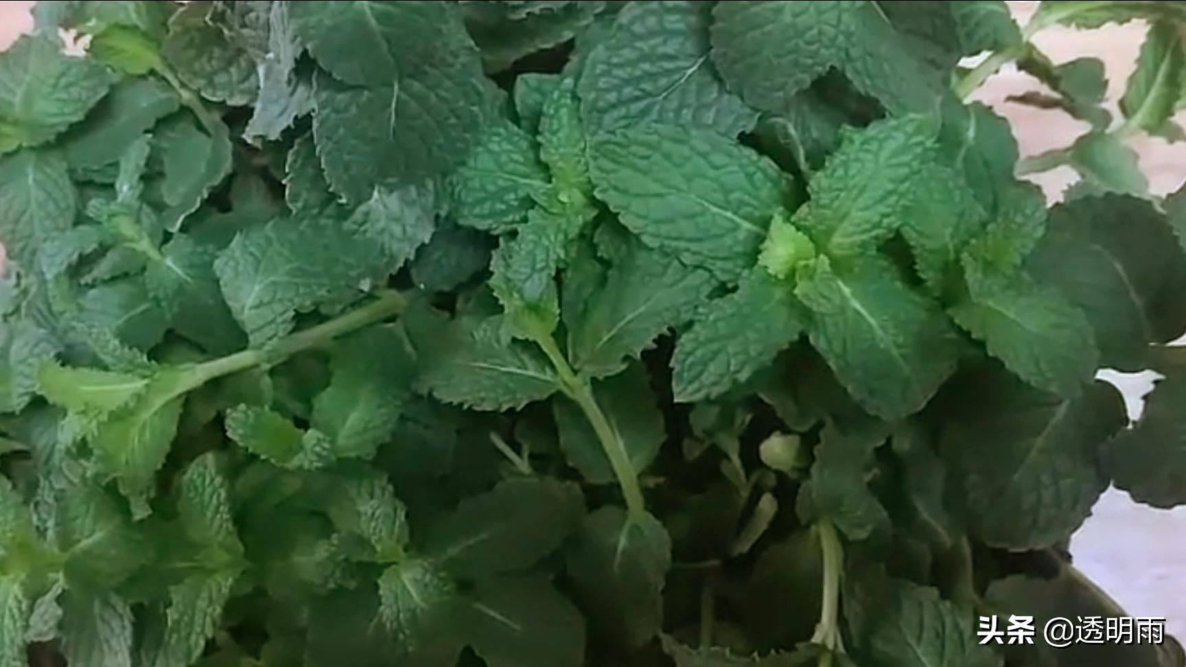 美食调味植物香草,香草气味芬芳