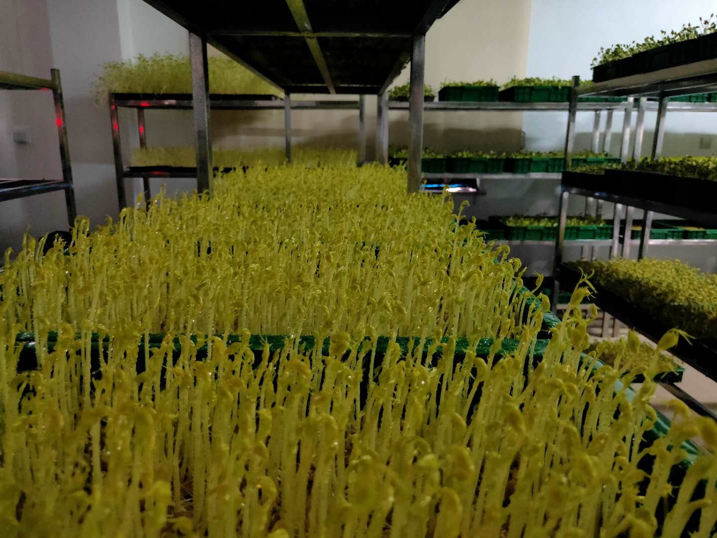 临沂芽苗菜栽培技术学习,山东潍坊芽苗菜技术哪家最强