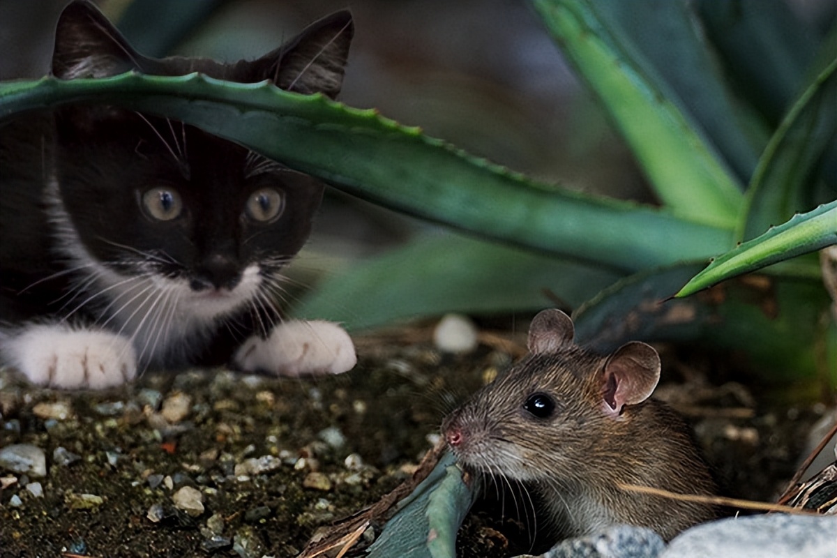 怎样灭鼠家里的老鼠,家里有老鼠的怎么办快速灭鼠
