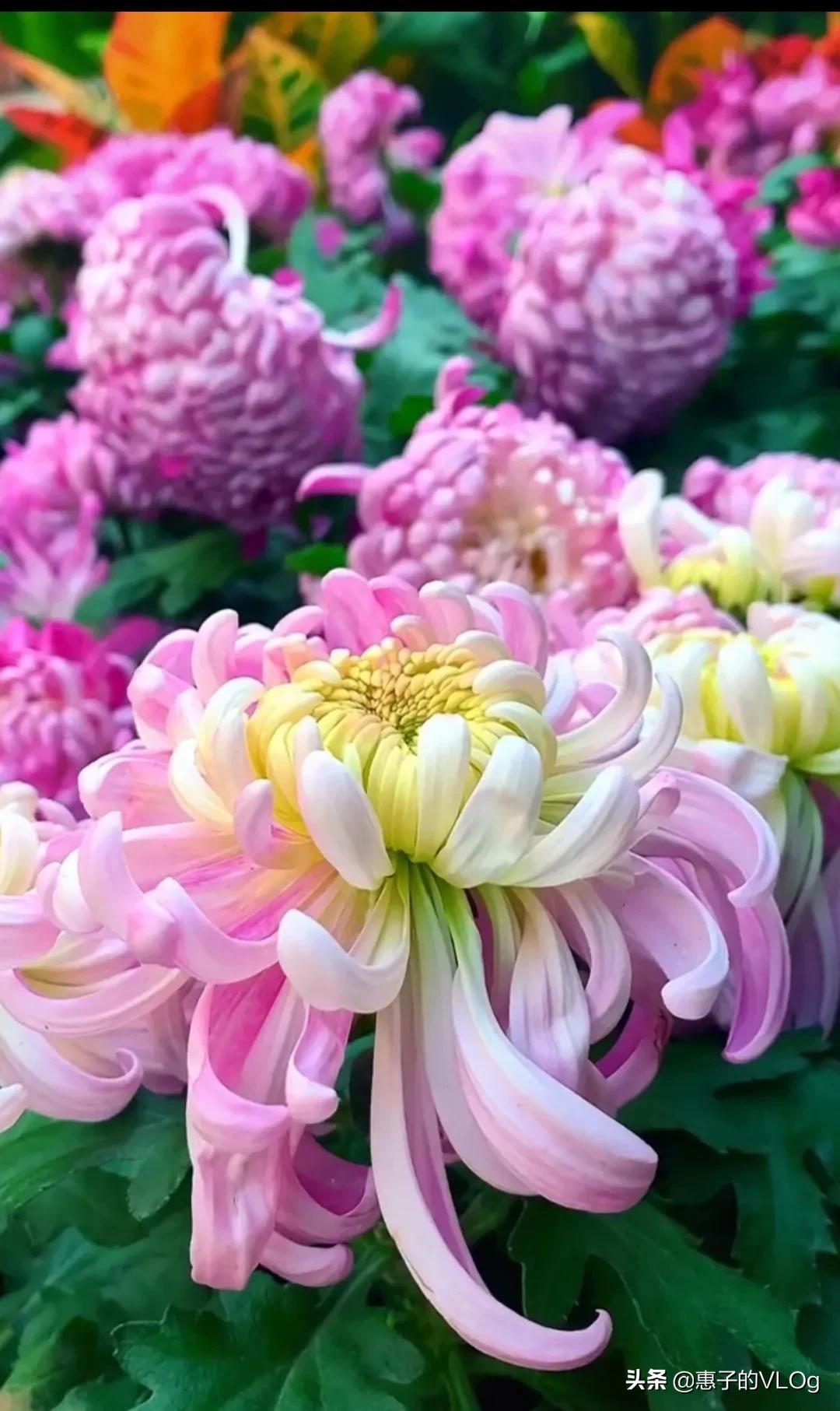 每朵花儿都有它盛开的意义,每一朵花开都有它的意义