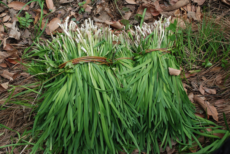 可以吃的野菜大全100种图解,教你认识100种野菜