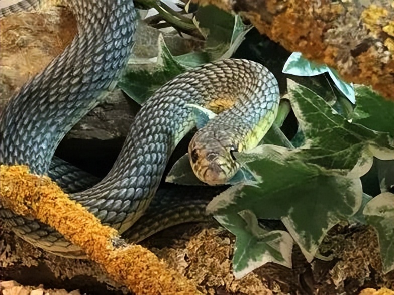 「原来欧洲有这么多种蛇？！」偷师卡塞尔的豢龙大师·下