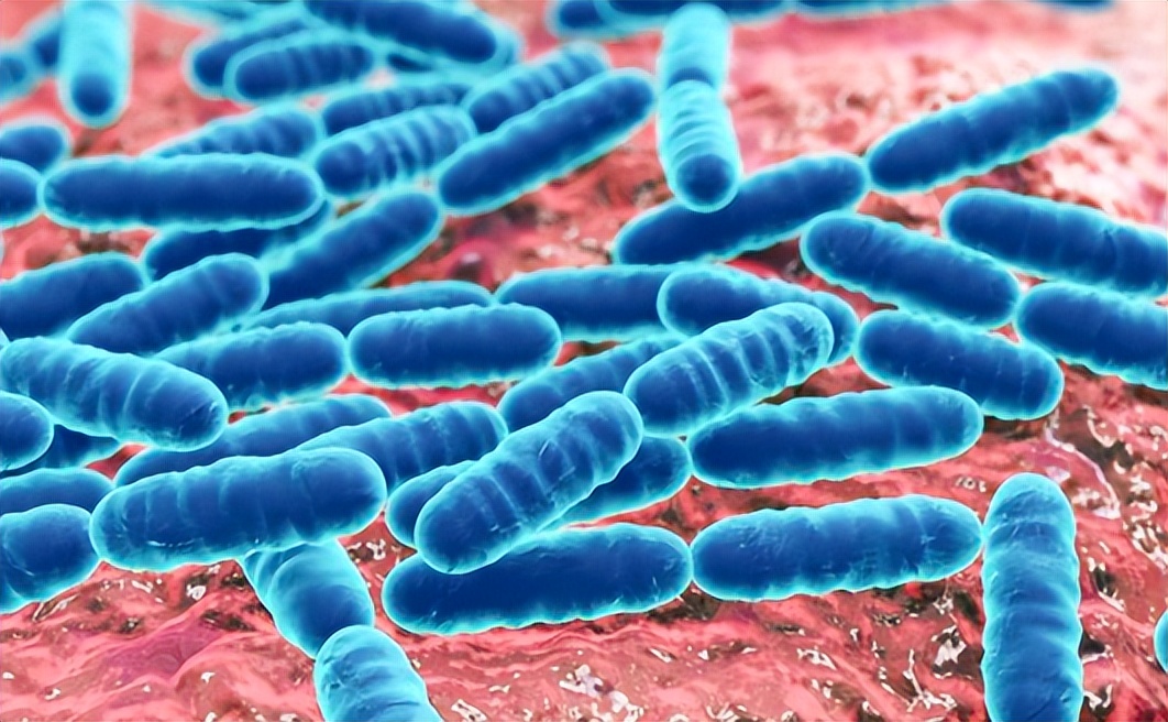 大白菜乳酸菌发酵,白甘蓝与紫甘蓝