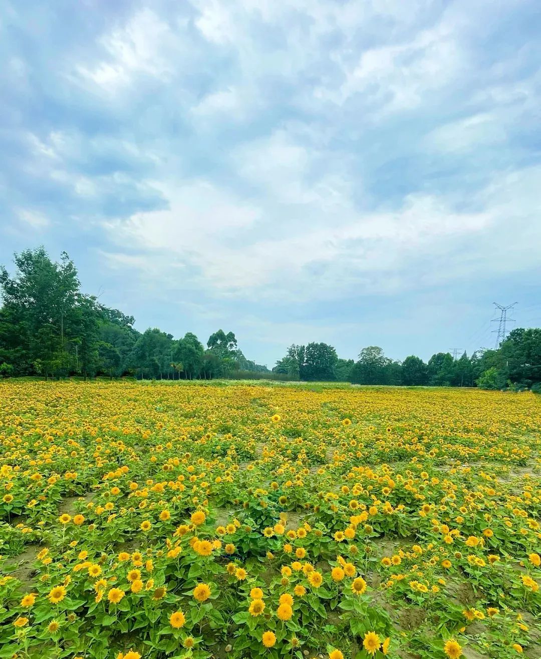 成都向日葵,成都免费看向日葵的地方在哪里呢