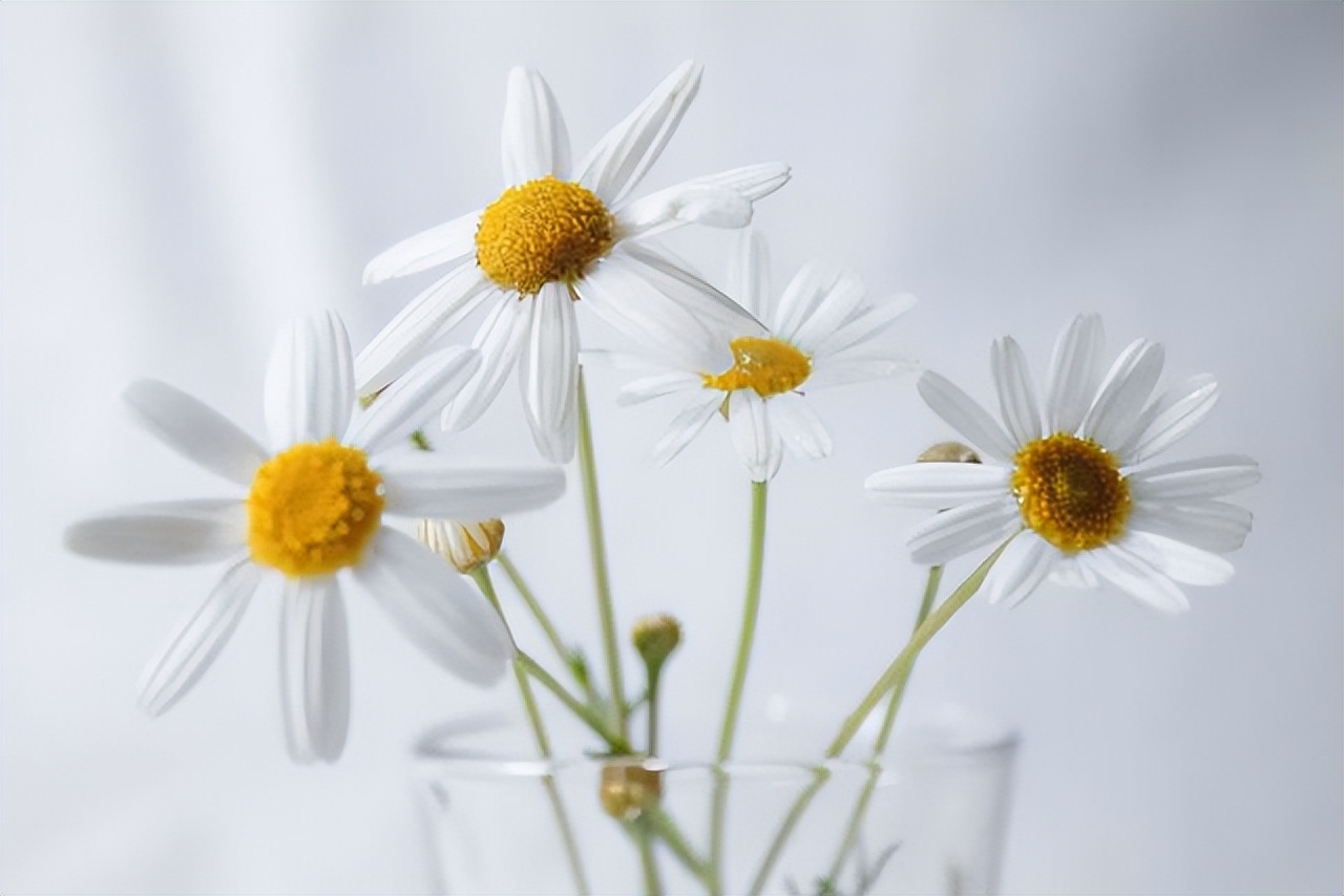 没有爱情的婚姻就别浪费生命,没有爱情的婚姻怎么继续下去