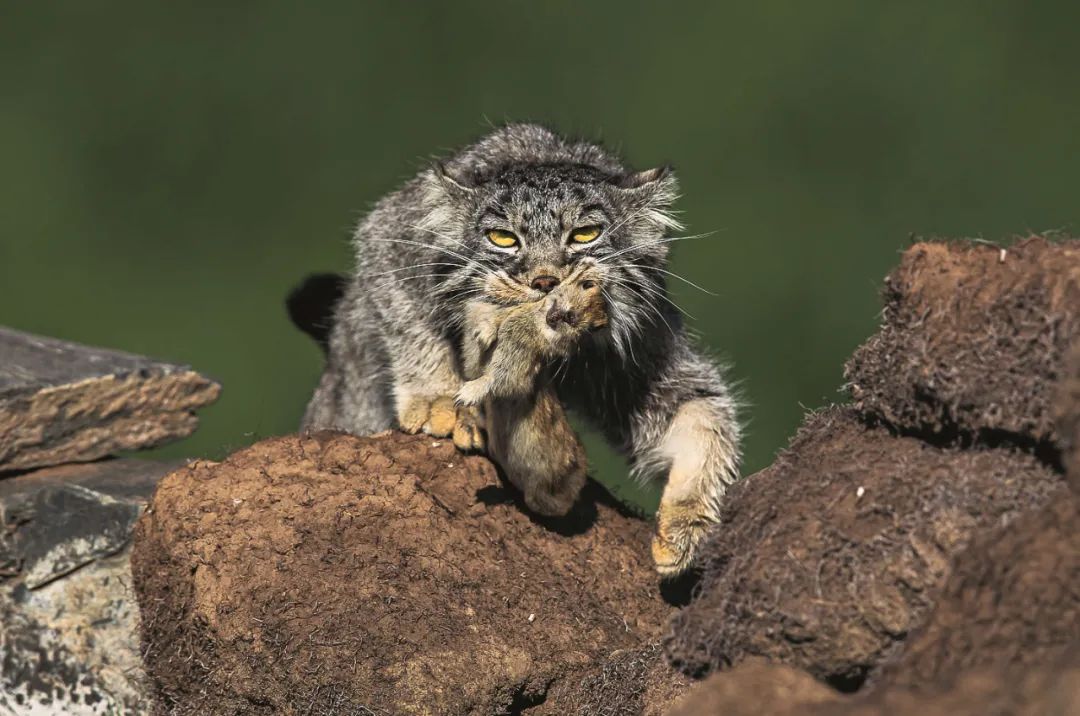 中国有13种猫科动物,中国大猫猞猁图书