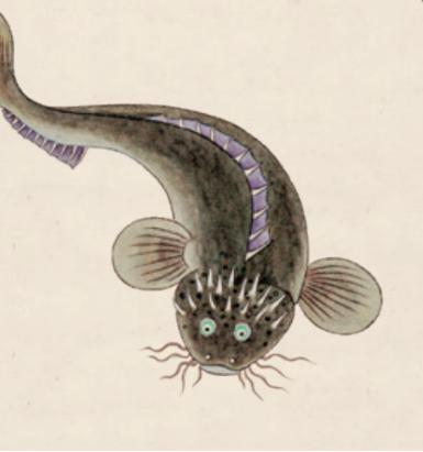 无穷小亮的科普日常海洋生物,无穷小亮的科普日常美丽的海洋25