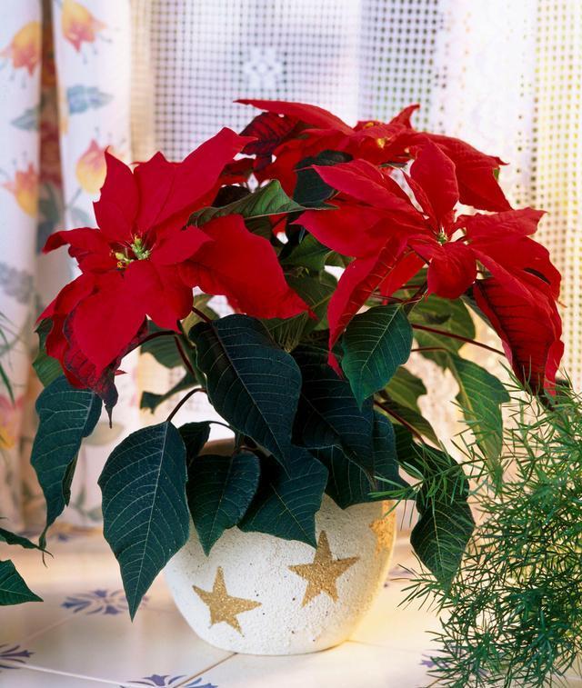 20种大毒花你家里养了吗,4种大毒花家里经常养