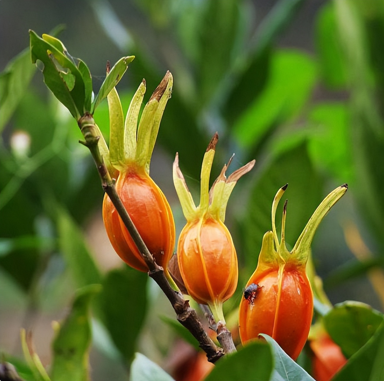 栀子：如月素净，如风清凉