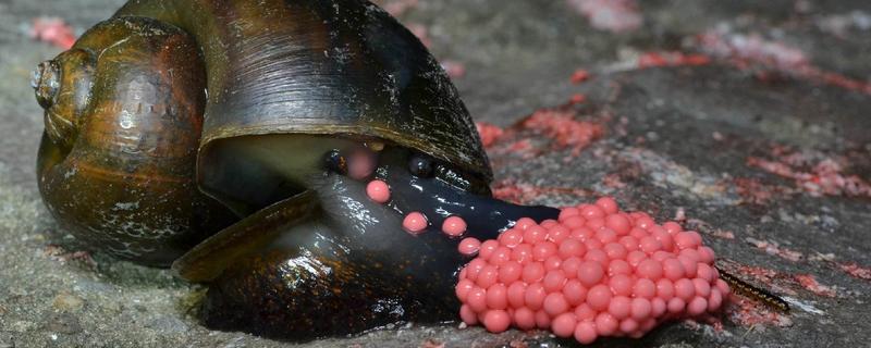 福寿螺寄生虫病例,福寿螺寄生虫感染人体途径