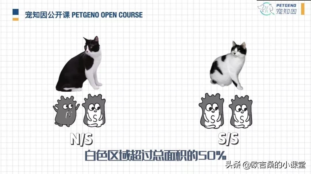 白斑基因可控吗,白斑基因优势