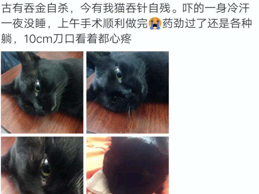 猫咪最怕误食什么,如何判断猫咪误食了异物