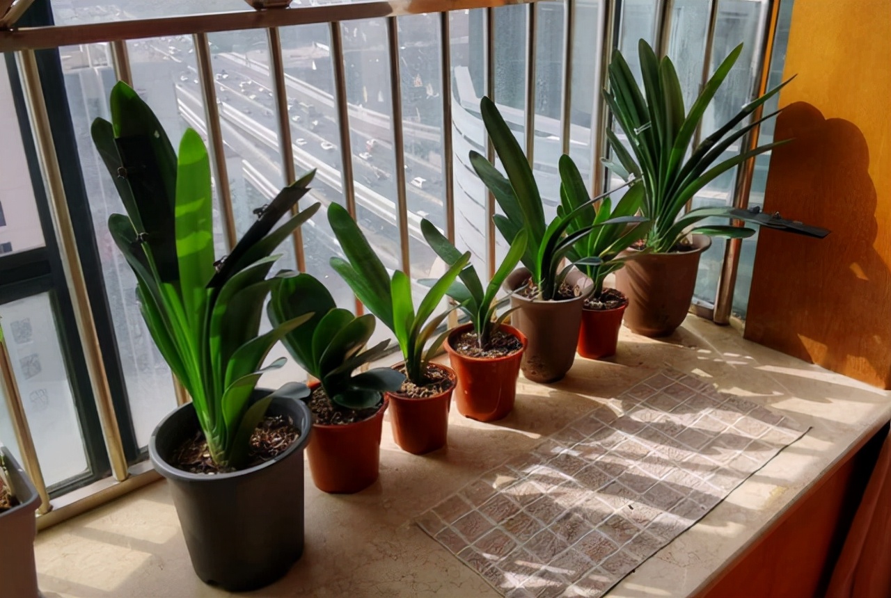 新手养护君子兰注意这三点,养君子兰避开3个误区叶大花又艳