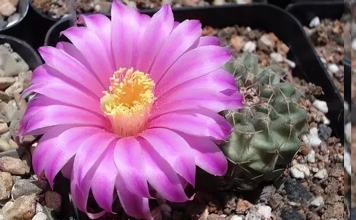 200种·仙人球开花图鉴，大开眼界，美到爆