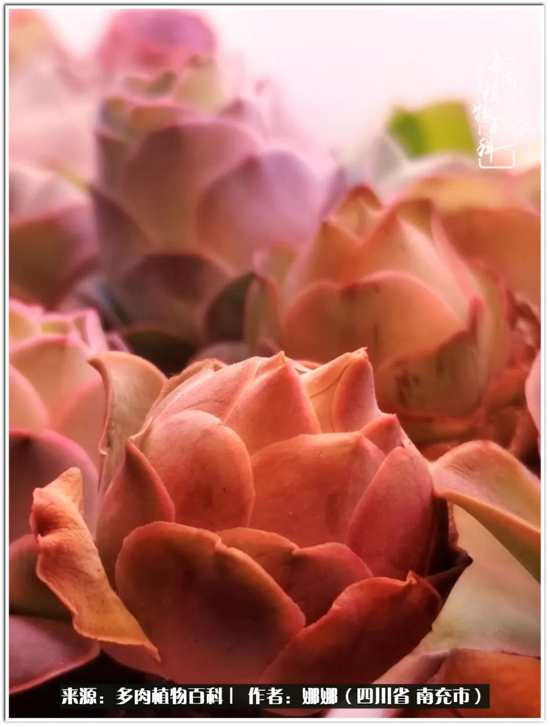 带刺的玫瑰阳台多肉,开花的玫瑰多肉