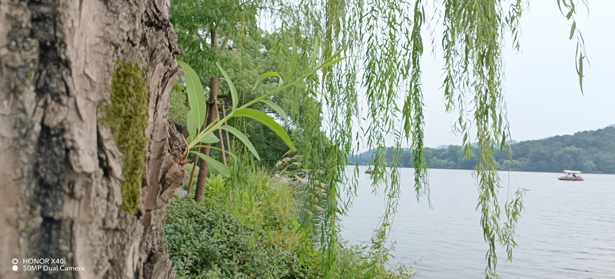 荣耀x40i屏幕参数,荣耀x40i深度测评