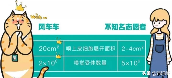 方圆3公里的母猫发情都知道！猫咪嗅觉能有多厉害？