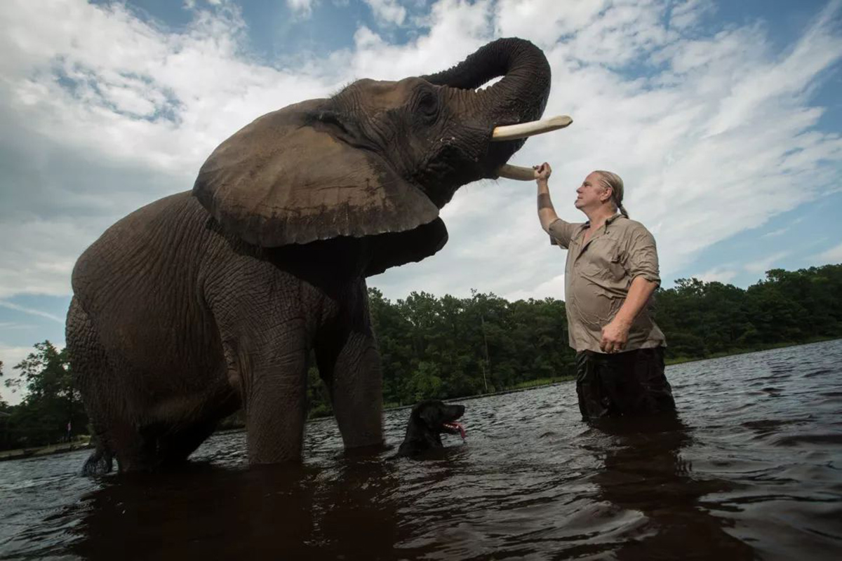 老虎单枪匹马能打过大象吗,五头老虎能打过一只大象吗