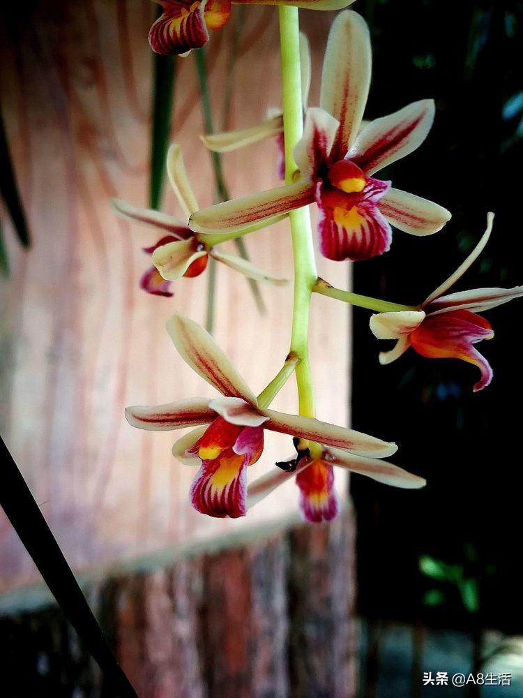 带你认识中华兰花纹瓣兰,顶级纹瓣兰图片