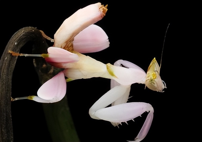 成虫时期的兰花螳螂长什么样子,兰花螳螂是否是自然界原有的物种