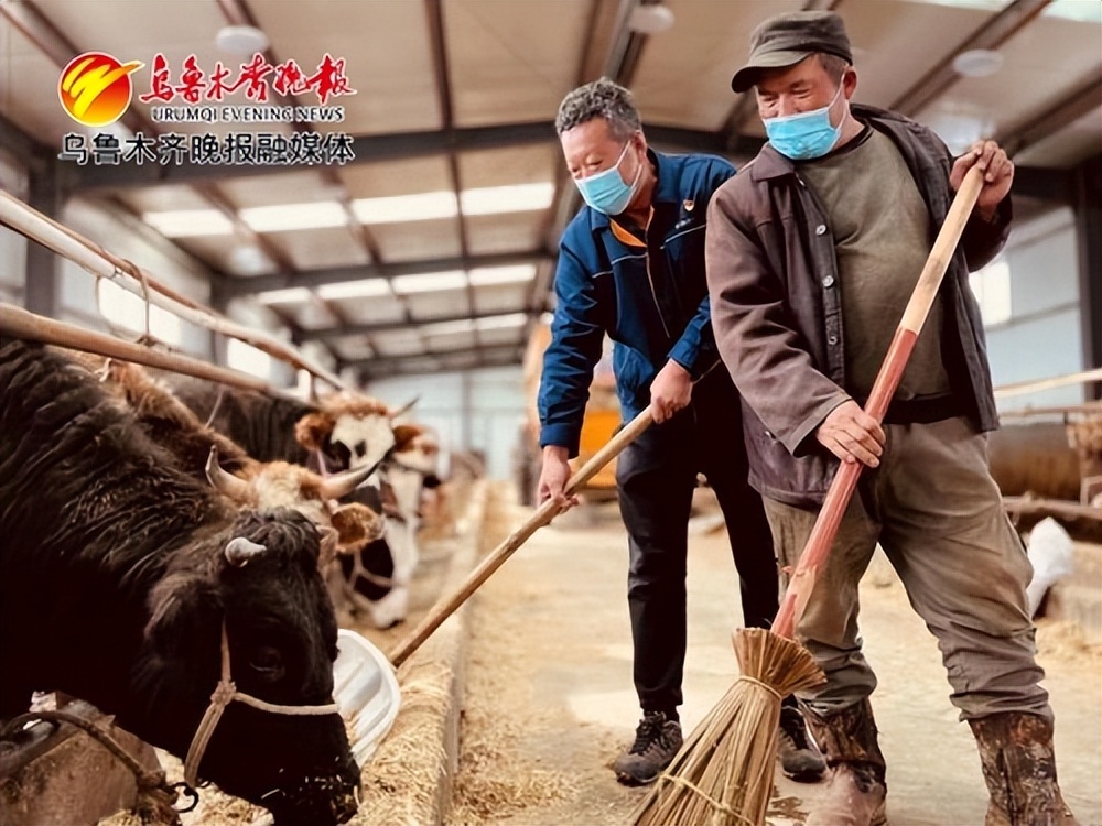 牛羊养殖助力三农,牛羊高效养殖综合技术宣传与推广