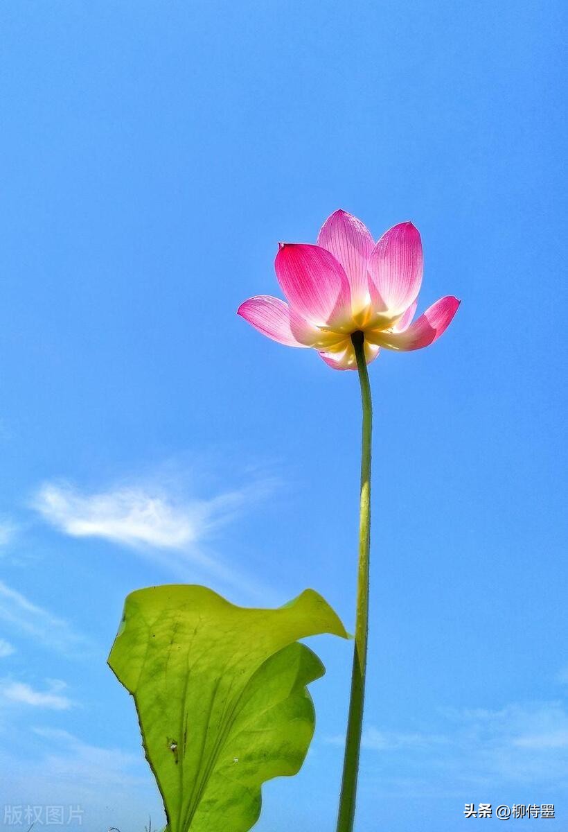 荷花摄影拍摄教程,荷花如何拍照拍出高级感
