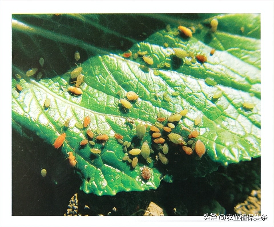 昆虫和害虫种类,昆虫和害虫的分类