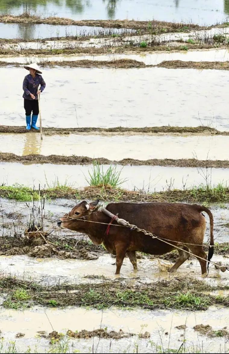 北大教授谈董藩买房,教授董藩言论引争议