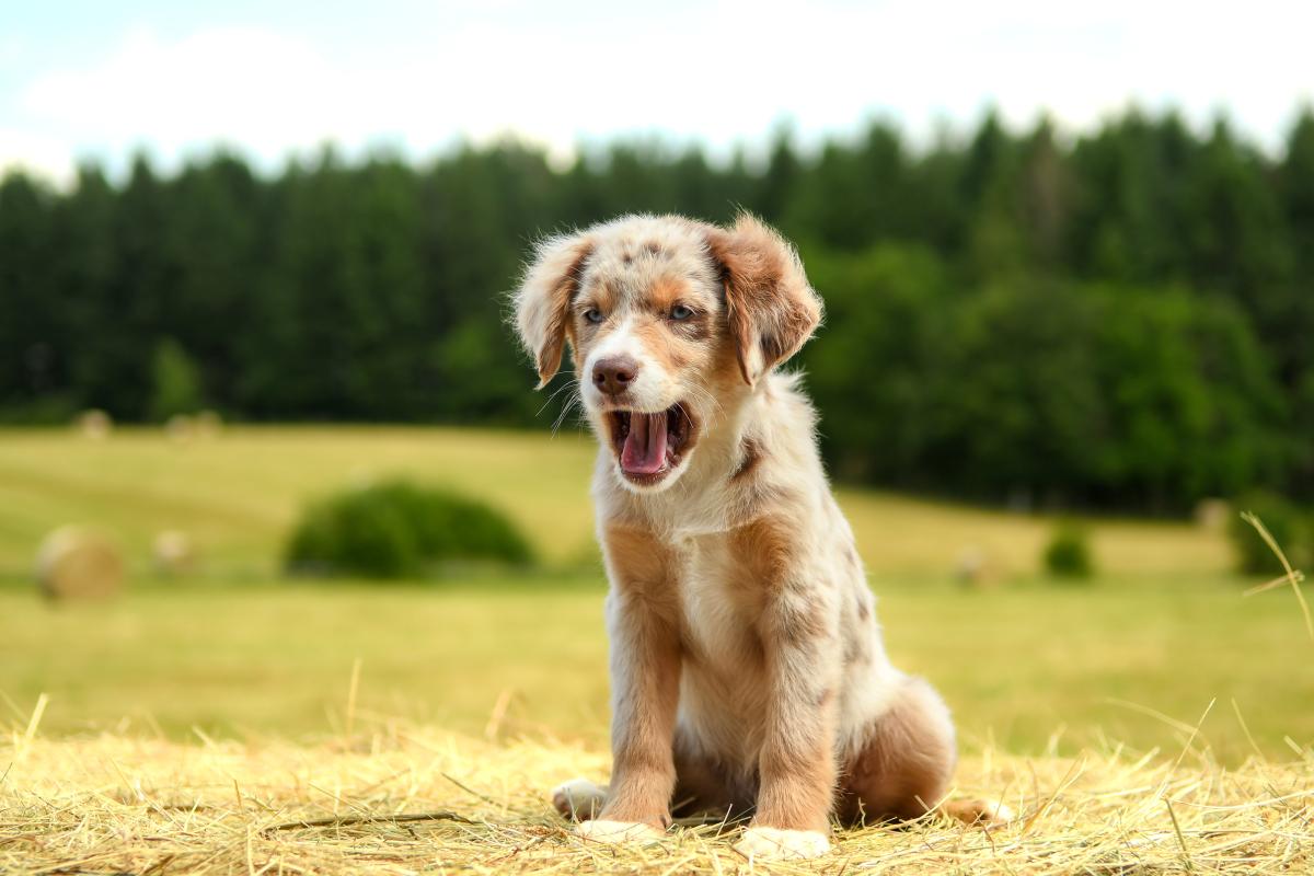 狗狗突然食欲不好变得很瘦,狗狗突然失去意识怎么办