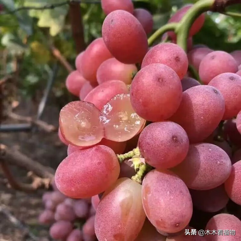 经常吃并不代表着你就了解它，一起来看看熟悉又陌生的葡萄吧