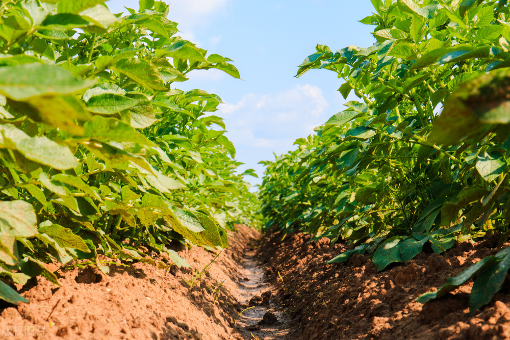 土豆怎么种植才能高产呢教程,土豆种植技术和培土方法