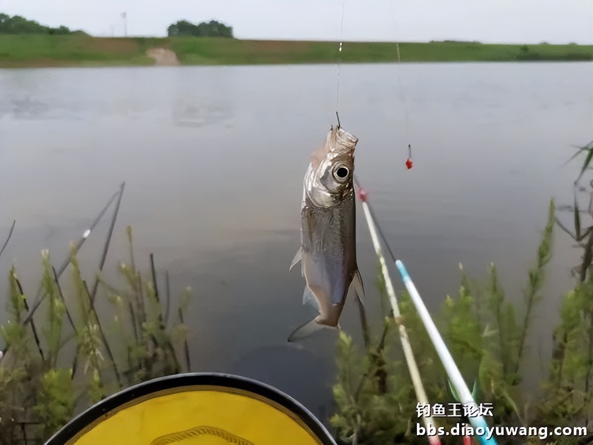 饵料完全包住钩,饵料完美状态