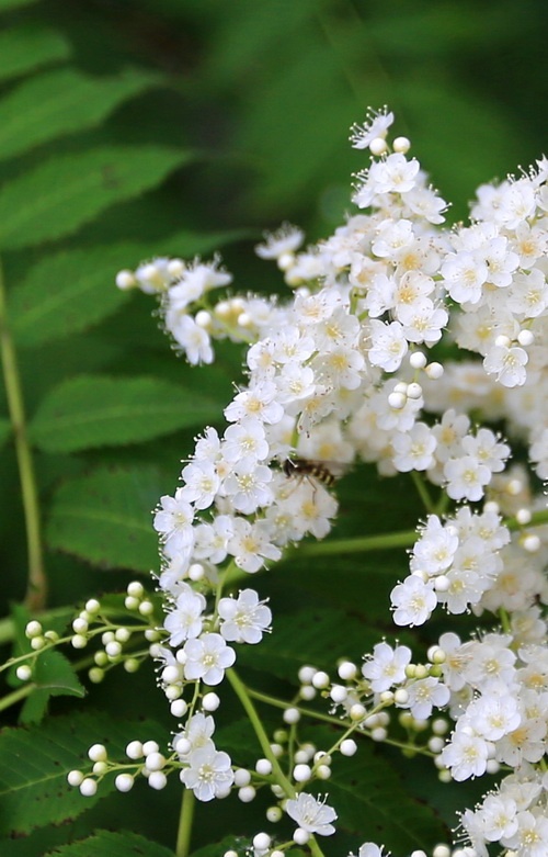 适合春季赏花的花,视觉盛宴五种赏花名花供您选择