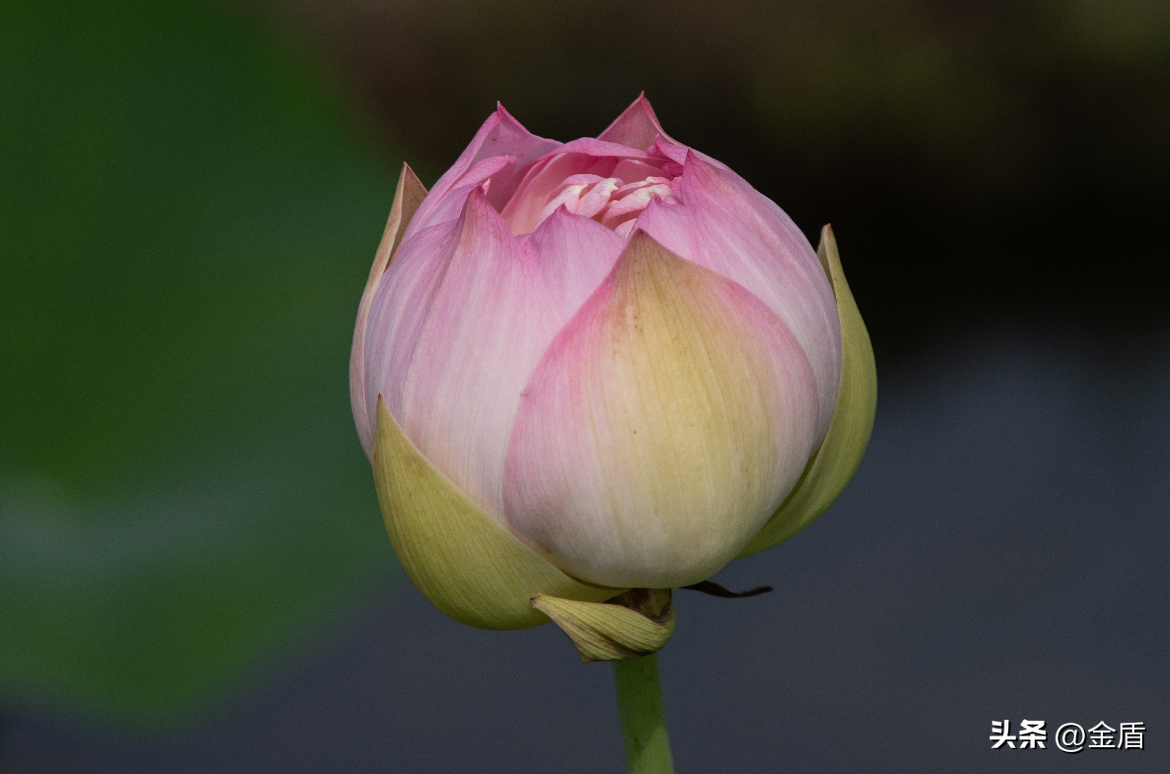 荷花象征着纯洁无瑕,纯洁无瑕的荷花