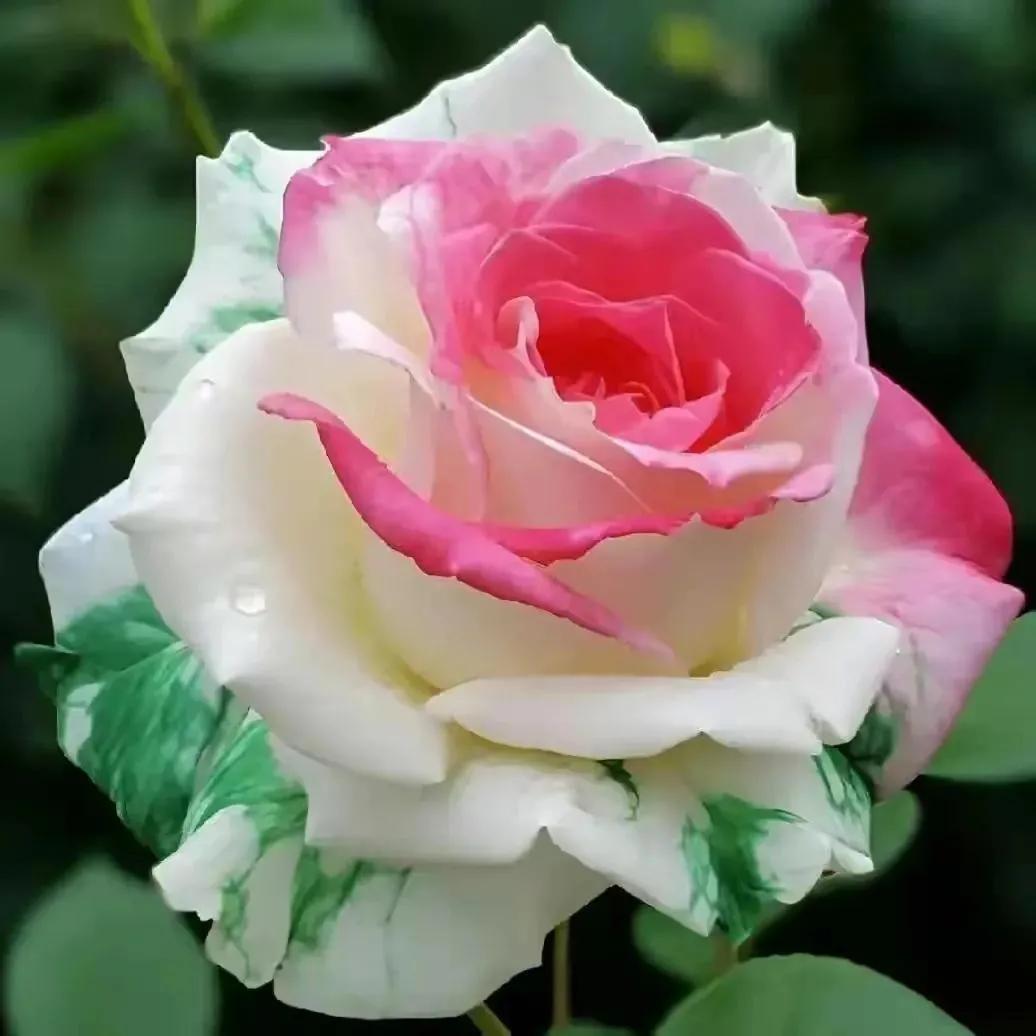 我爱月季花歌曲,我爱月季花300字